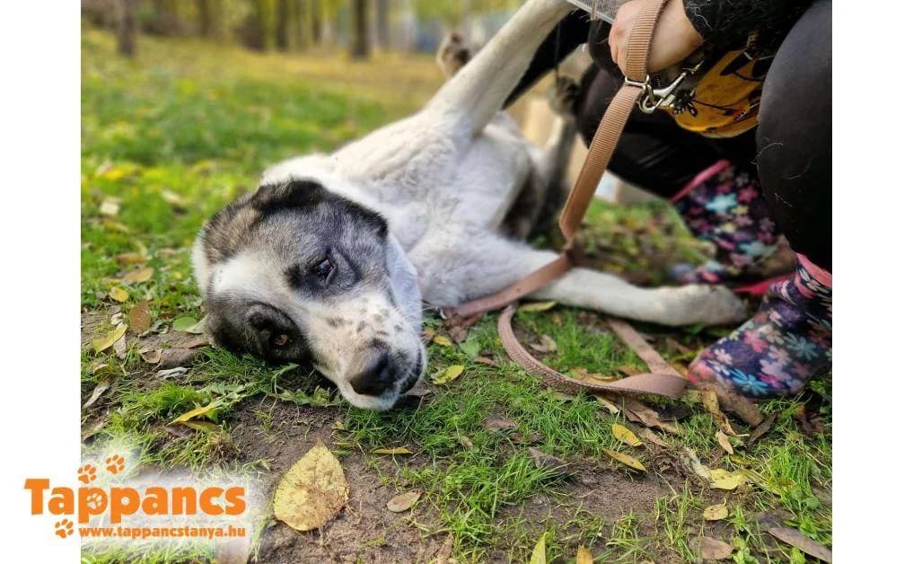 Szofia,  Mixed Breed for adoption at Tappancs Állatvédő Alapítvány Szeged
