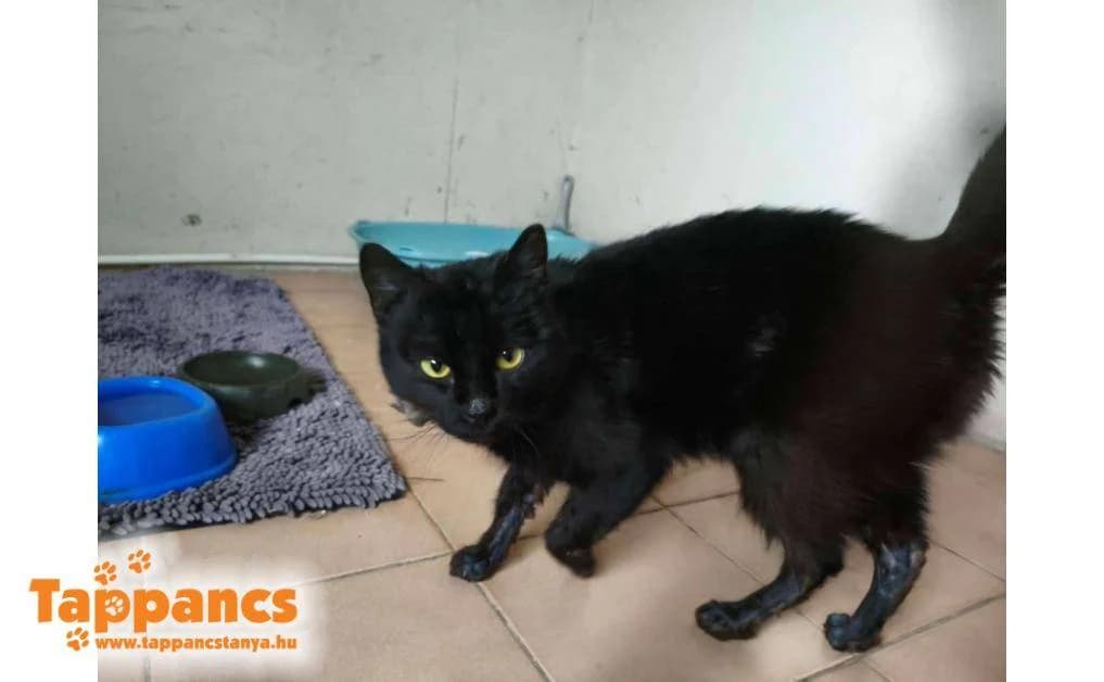 Temze,  Mixed Breed for adoption at Tappancs Állatvédő Alapítvány Szeged