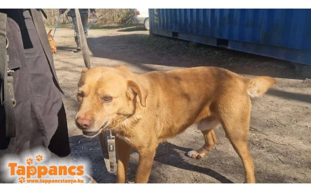 Vándor,  Mixed Breed for adoption at Tappancs Állatvédő Alapítvány Szeged