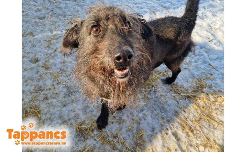 Viktor,  Mixed Breed for adoption at Tappancs Állatvédő Alapítvány Szeged