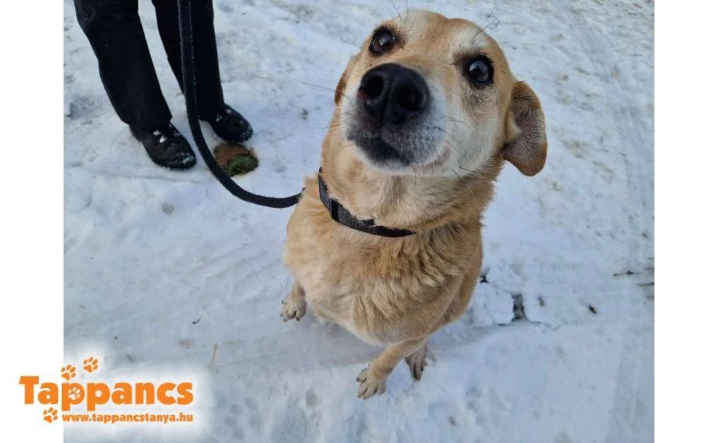 Zsemle,  Mixed Breed for adoption at Tappancs Állatvédő Alapítvány Szeged