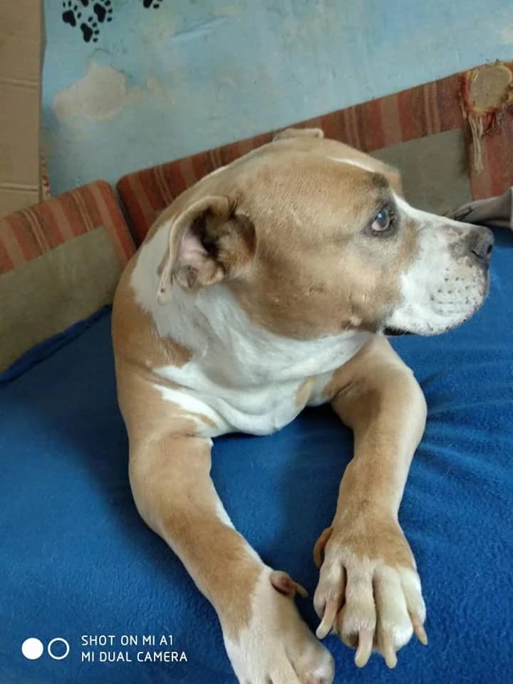 Lia mama, female senior mixed breed for adoption at Tappancs Állatotthon Alapítvány