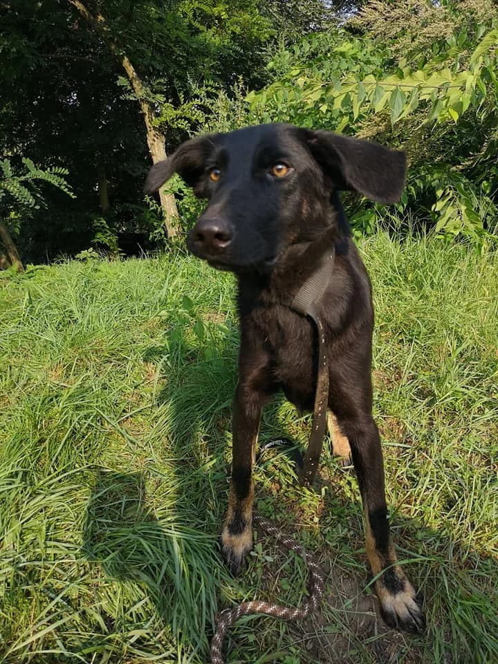 Samu, male senior mixed breed for adoption at Tappancs Állatotthon Alapítvány
