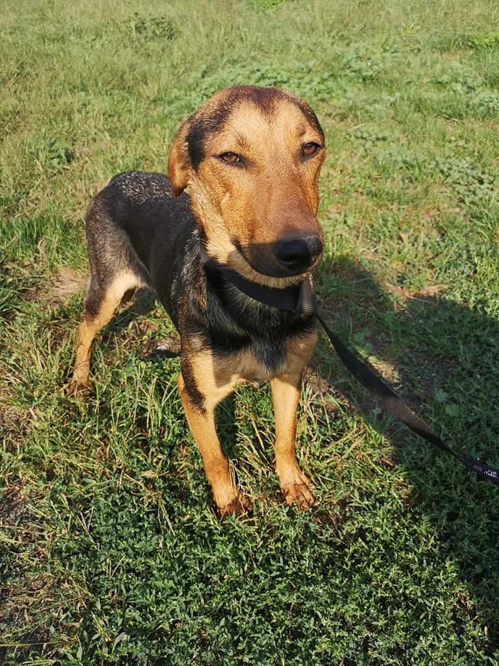 Lotti, female senior mixed breed for adoption at Tappancs Állatotthon Alapítvány