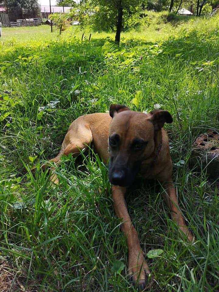 Eni, female senior mixed breed for adoption at Tappancs Állatotthon Alapítvány