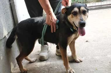 Conan,  Mixed Breed for adoption at Ugatlak Alapítvány