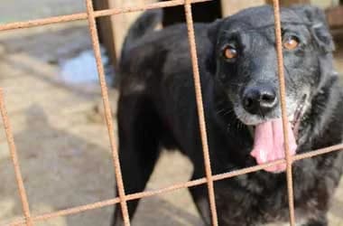 Conan, Mixed Breed (Ugatlak Alapítvány)