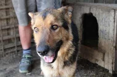 Conan, Mixed Breed (Ugatlak Alapítvány)