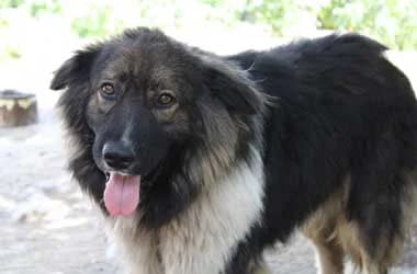 Conan, Mixed Breed (Ugatlak Alapítvány)