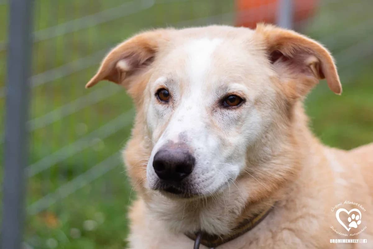 Ámor,  senior Mixed Breed for adoption at Ürömi Állatotthon