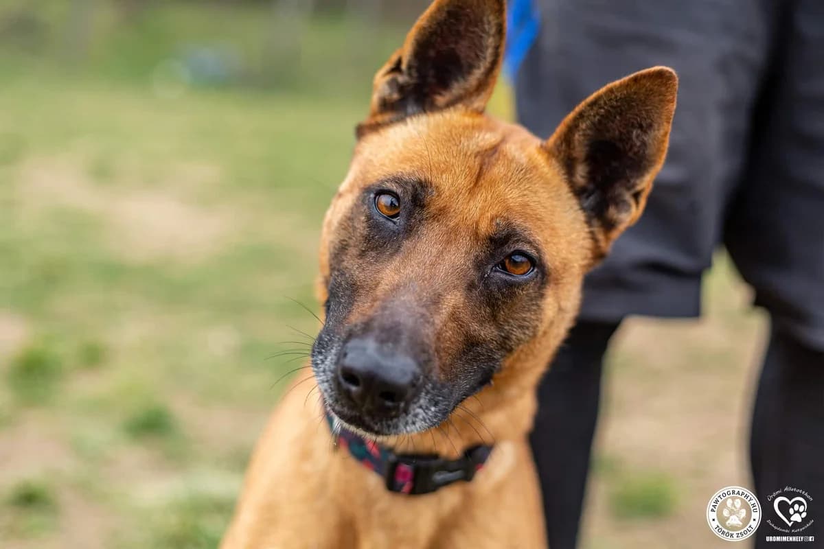 Bella, female 4yo Mixed Breed for adoption at Ürömi Állatotthon
