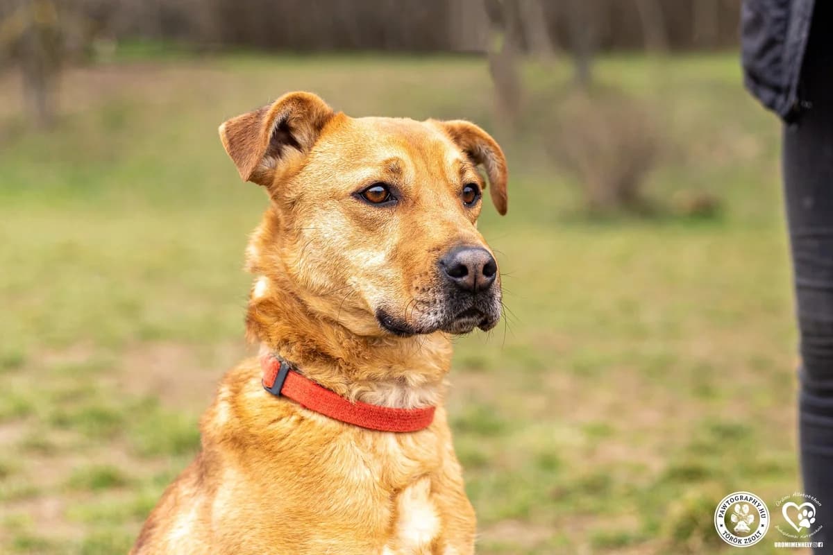 Speedy,  5yo Mixed Breed for adoption at Ürömi Állatotthon