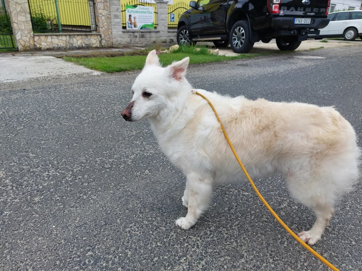 Zümi néni, female Mixed Breed for adoption at Ürömi Állatotthon