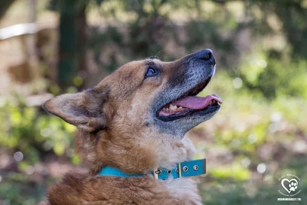 Rex,  senior Mixed Breed for adoption at Ürömi Állatotthon
