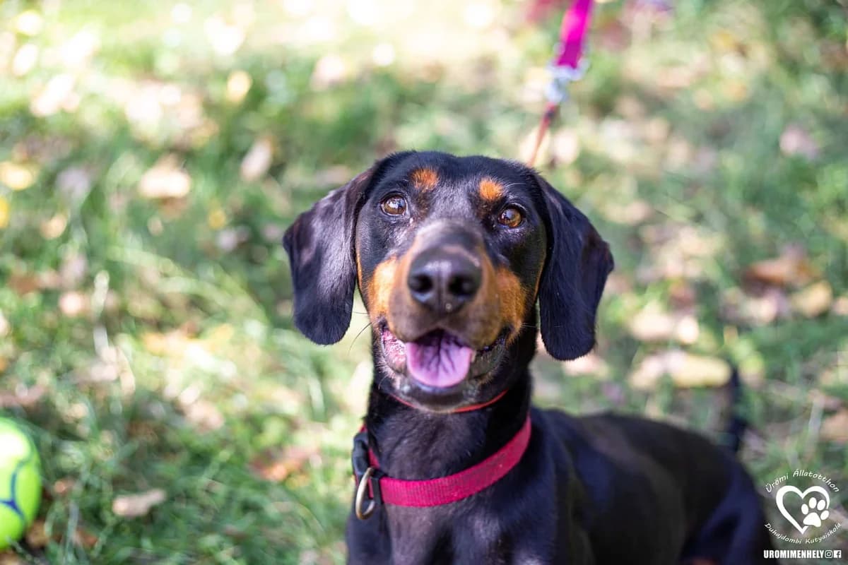 Farkas, male 7yo Mixed Breed for adoption at Ürömi Állatotthon