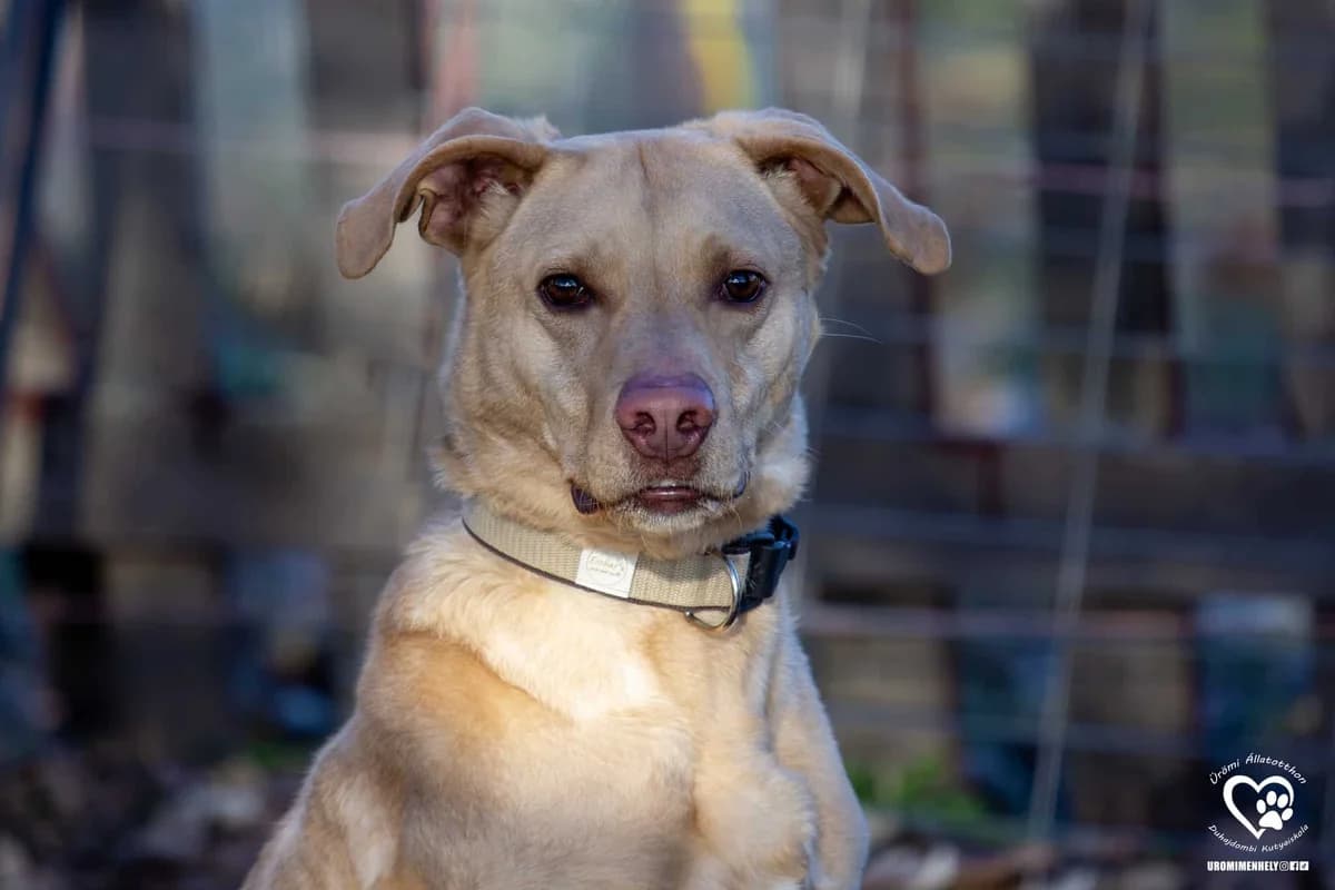 Bishop, male Mixed Breed for adoption at Ürömi Állatotthon