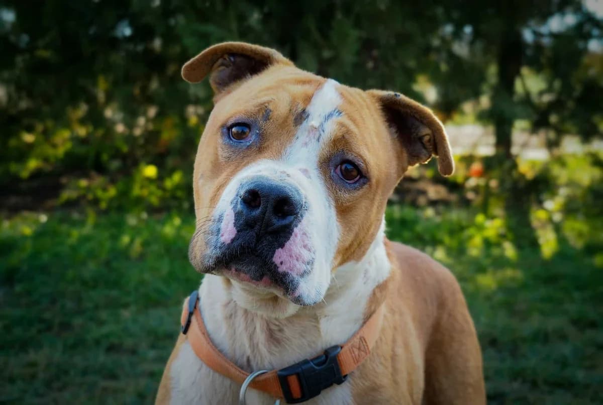 Balu, Mixed Breed for adoption at Ürömi Állatotthon