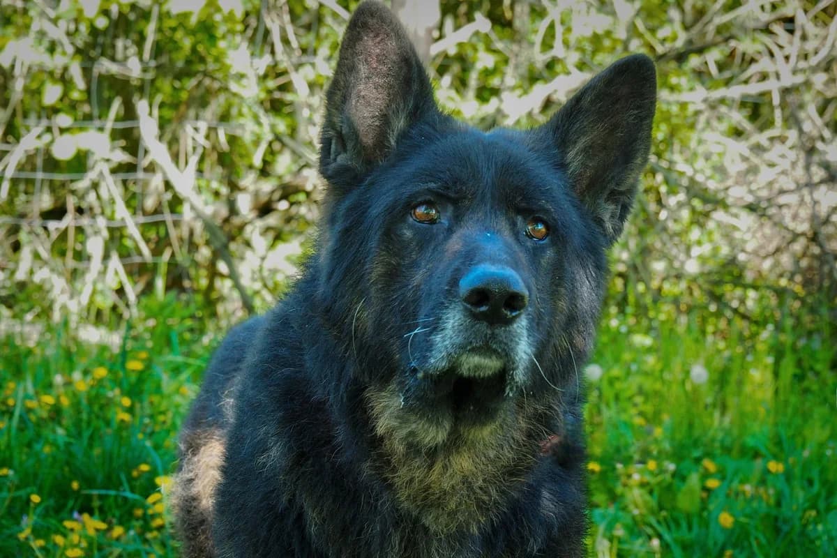 Demo, male 5yo Mixed Breed for adoption at Ürömi Állatotthon