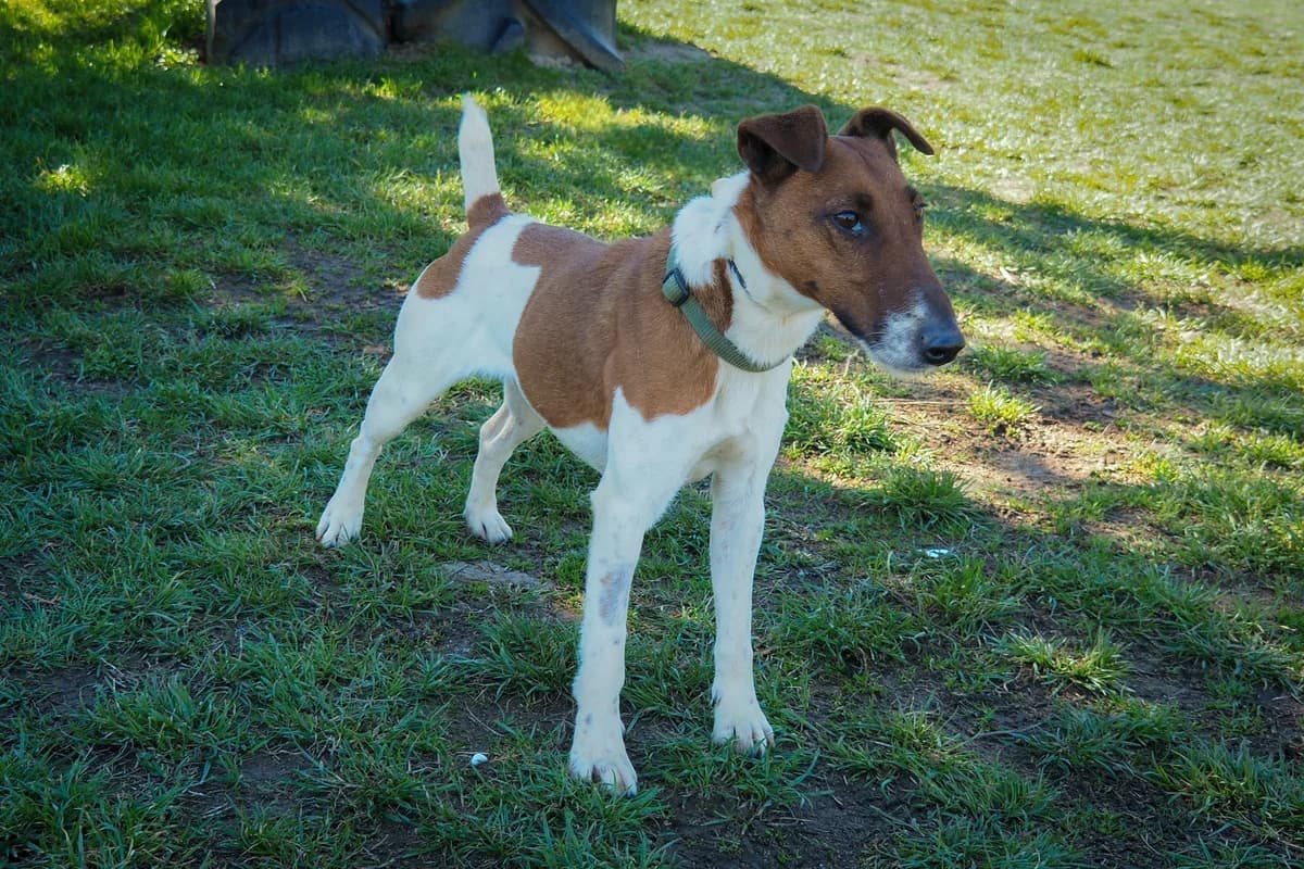 Cuki, 7yo Mixed Breed for adoption at Ürömi Állatotthon