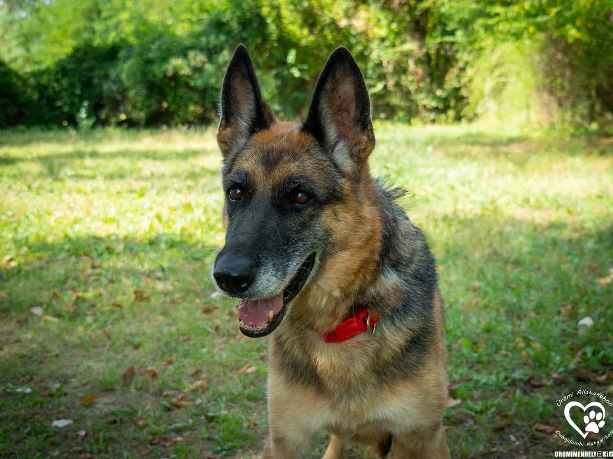 Babszi, senior Mixed Breed for adoption at Ürömi Állatotthon