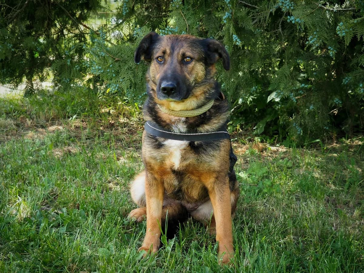Odri, 4yo Mixed Breed for adoption at Ürömi Állatotthon