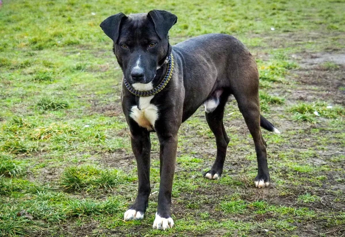 Leon, Mixed Breed for adoption at Ürömi Állatotthon