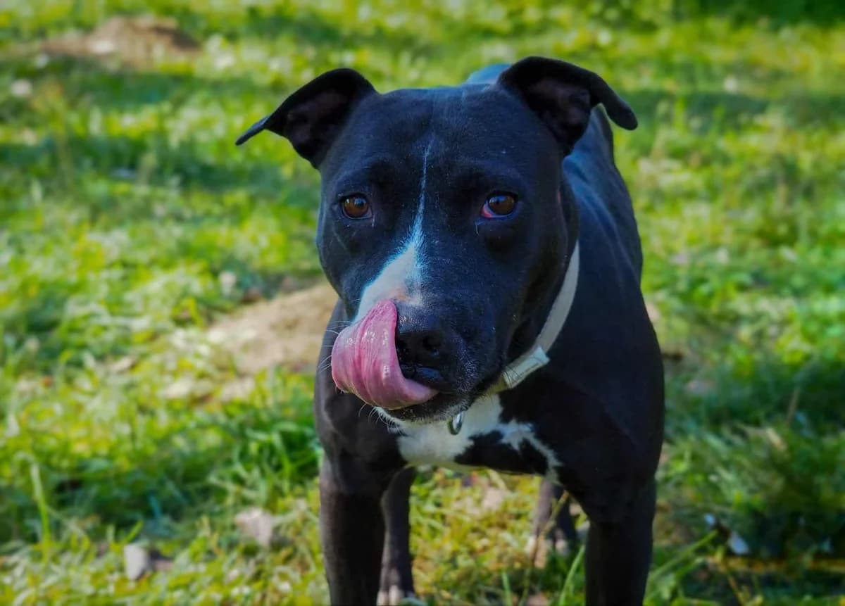 Roxi, Mixed Breed for adoption at Ürömi Állatotthon
