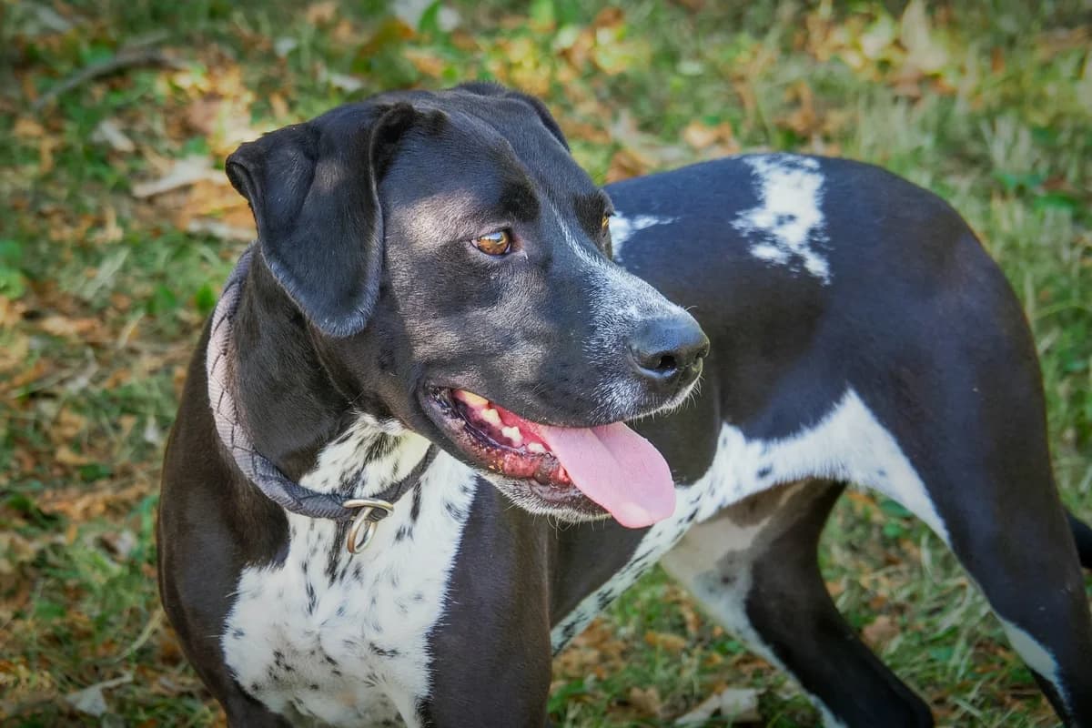 Foltos, 5yo Mixed Breed for adoption at Ürömi Állatotthon