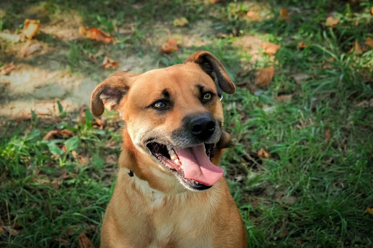 Pongó, young Mixed Breed for adoption at Ürömi Állatotthon