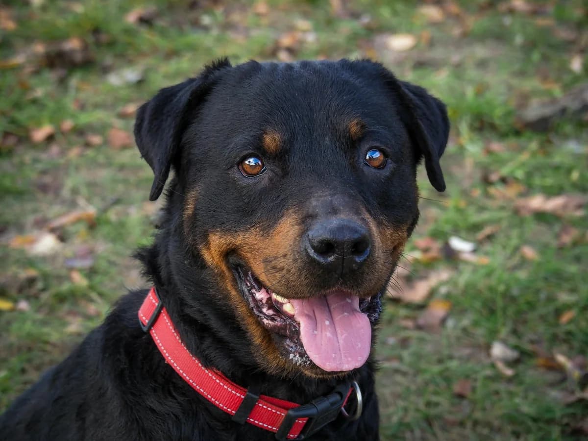 Demóna, 7yo Mixed Breed for adoption at Ürömi Állatotthon