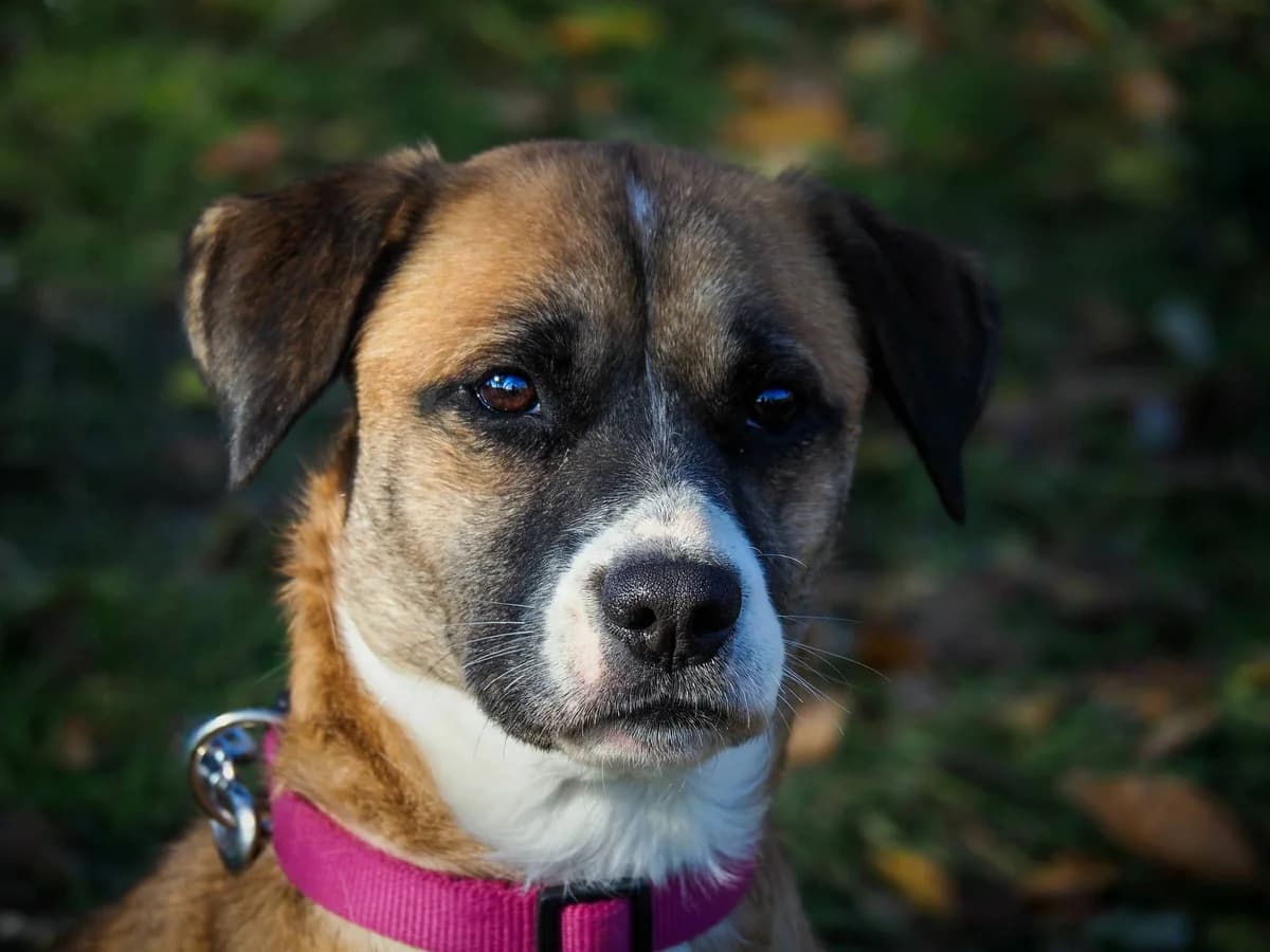 Nika, young Mixed Breed for adoption at Ürömi Állatotthon