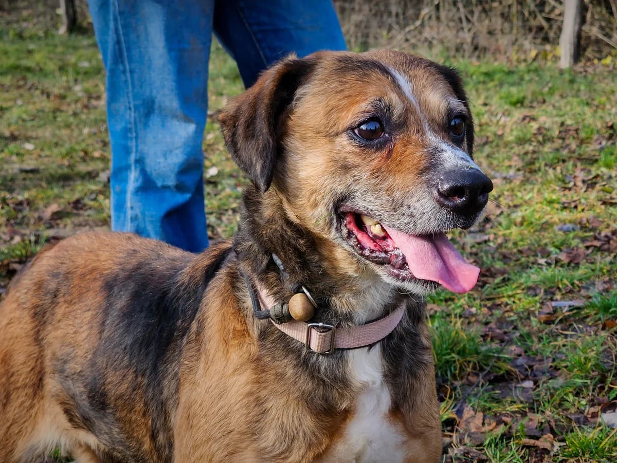 Szöcske, 7yo Mixed Breed for adoption at Ürömi Állatotthon