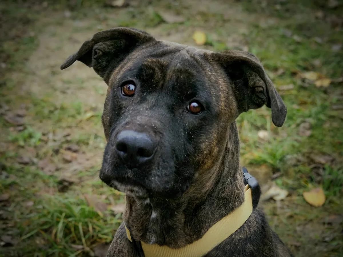 Zazi, Mixed Breed for adoption at Ürömi Állatotthon