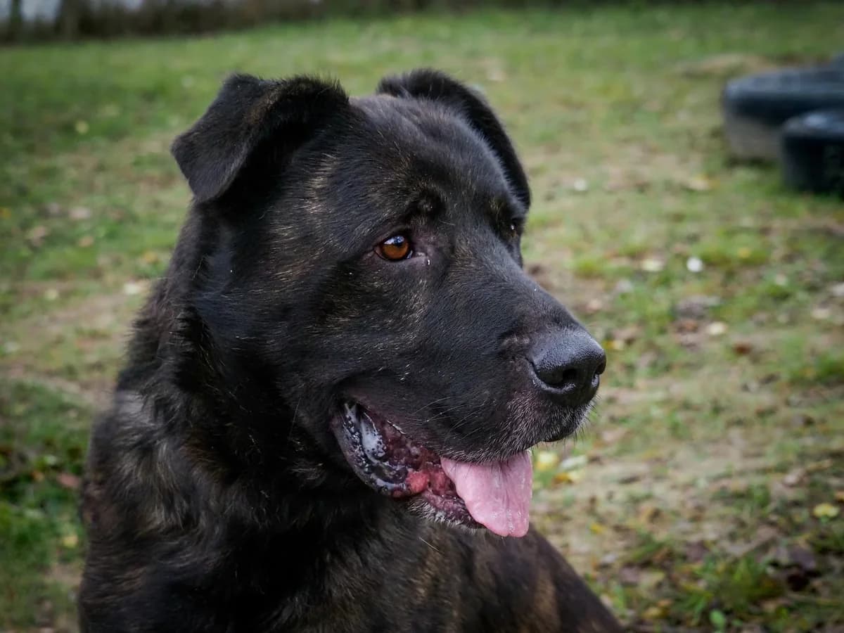 Bagira, 6yo Mixed Breed for adoption at Ürömi Állatotthon