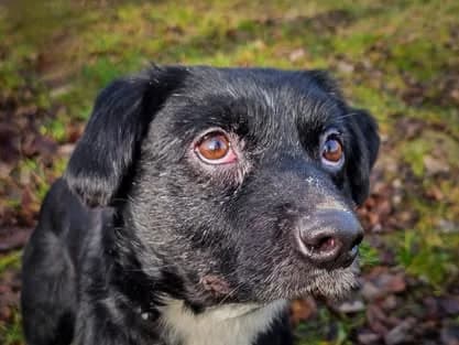 Domino, 4yo Mixed Breed for adoption at Ürömi Állatotthon