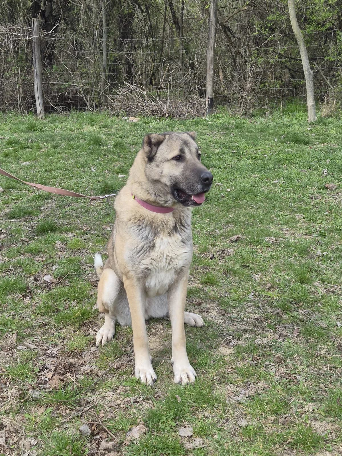 Bambi, 3yo Mixed Breed for adoption at Ürömi Állatotthon