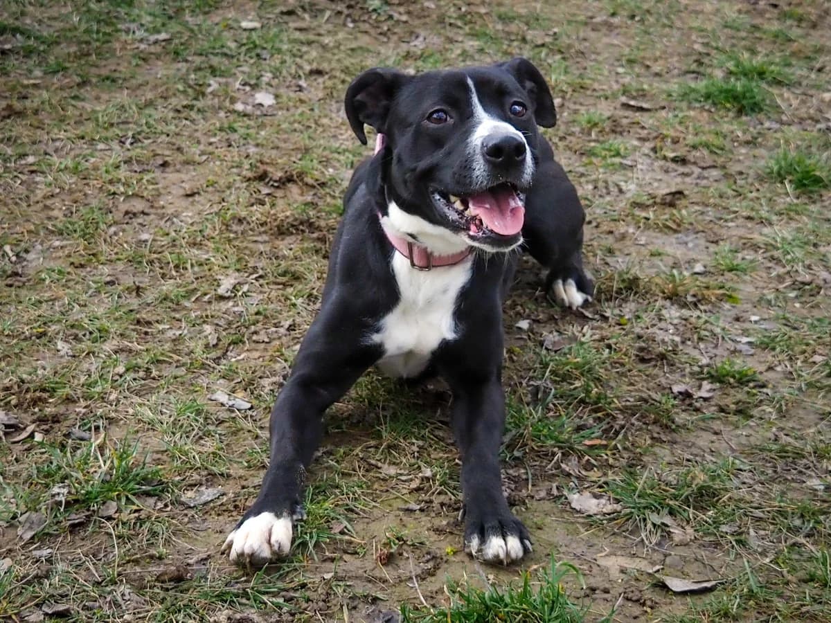 Lana, young Mixed Breed for adoption at Ürömi Állatotthon