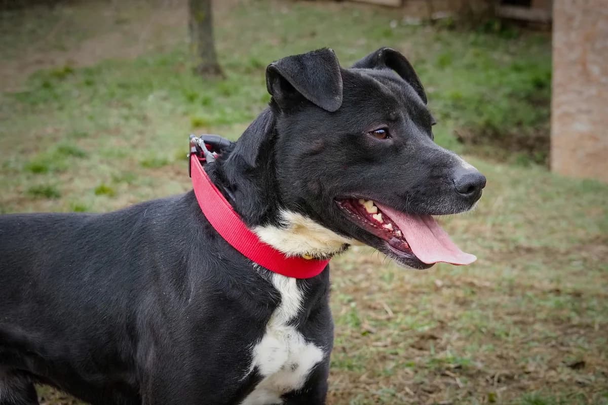 Oreó, young Mixed Breed for adoption at Ürömi Állatotthon