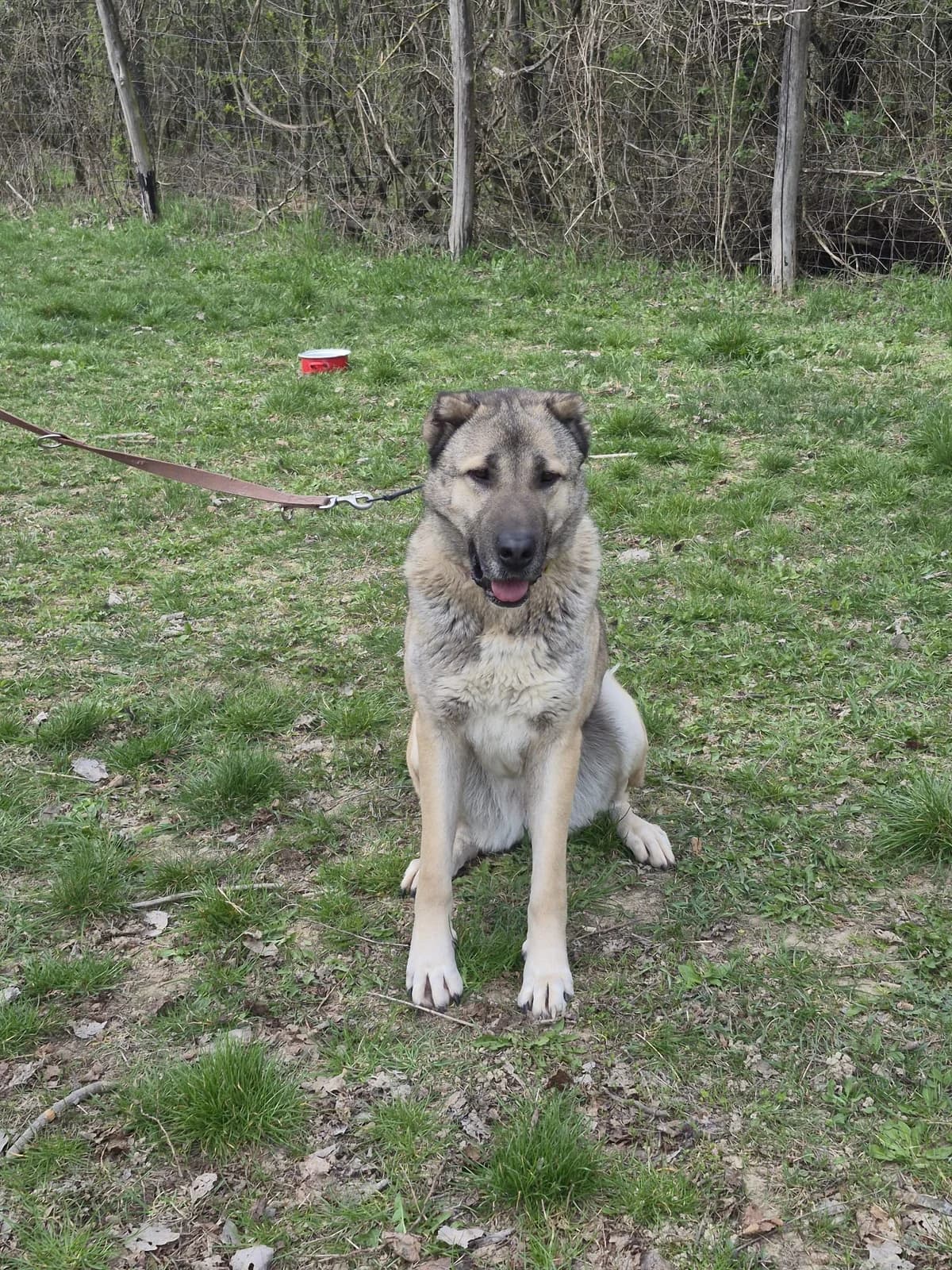 Bambi, 3yo Mixed Breed for adoption at Ürömi Állatotthon