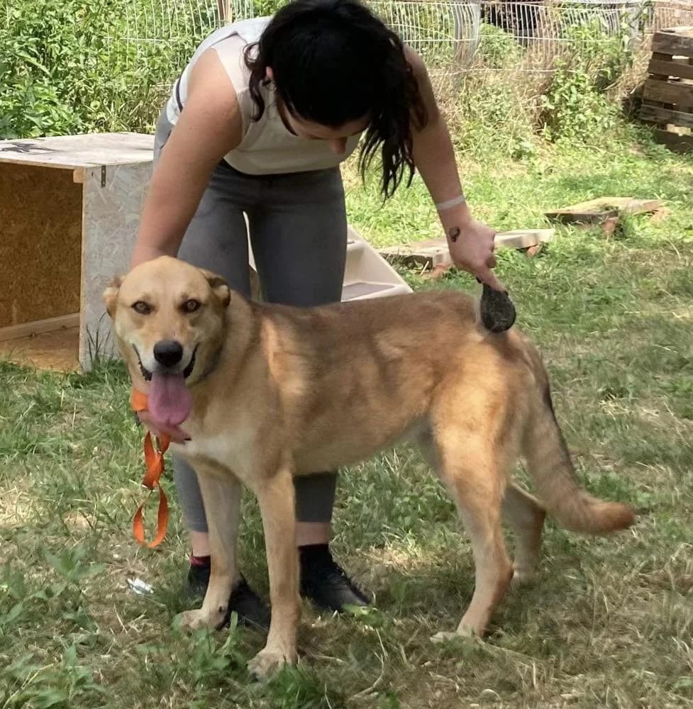 Hibiszkusz, female Mixed Breed for adoption at Vackoló Állatmenhely Veszprém, Vackolo photo 2