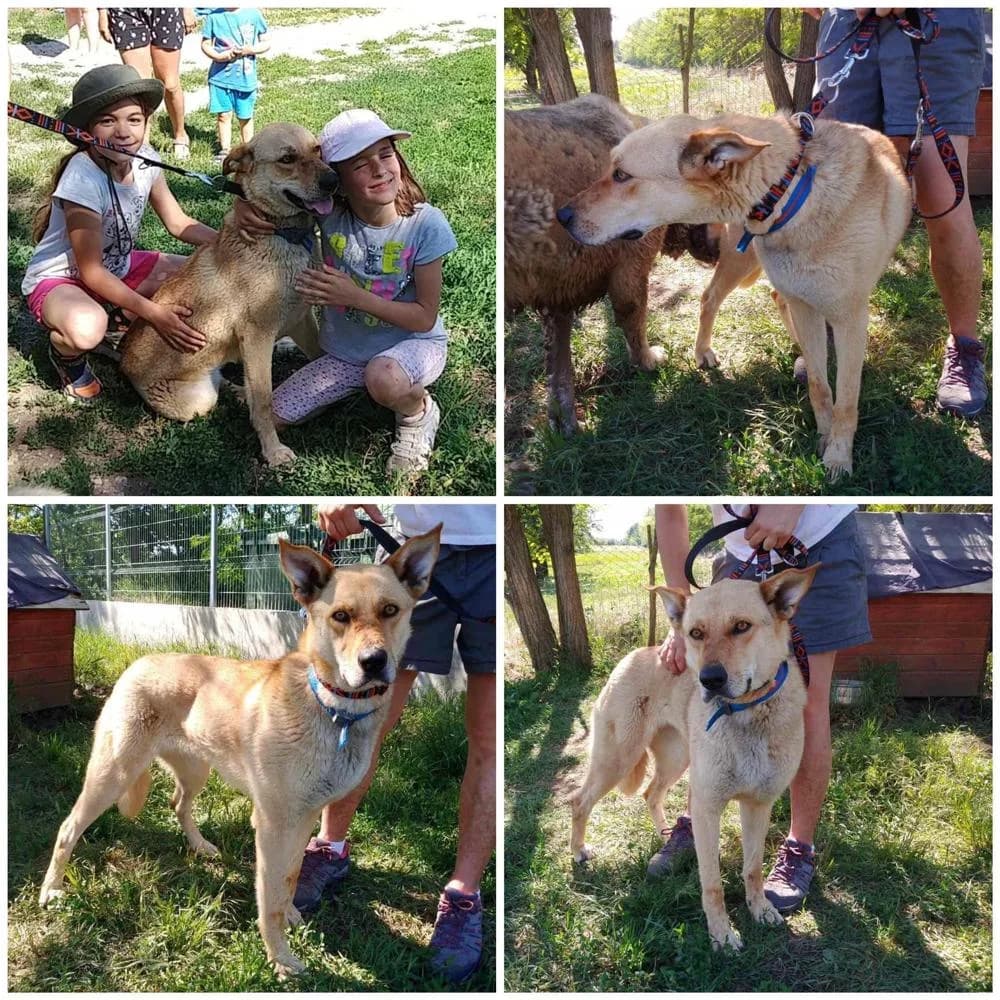 Hibiszkusz, female Mixed Breed for adoption at Vackoló Állatmenhely Veszprém, Vackolo photo 4