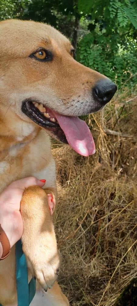 Hibiszkusz, female Mixed Breed for adoption at Vackoló Állatmenhely Veszprém, Vackolo photo 5