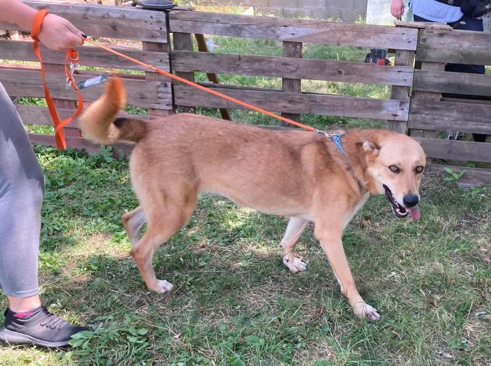 Hibiszkusz, female Mixed Breed for adoption at Vackoló Állatmenhely Veszprém, Vackolo photo 6