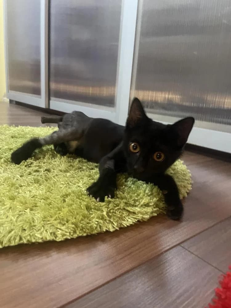 Kajla, male Mixed Breed for adoption at Vackoló Állatmenhely Veszprém, Vackolo photo 2