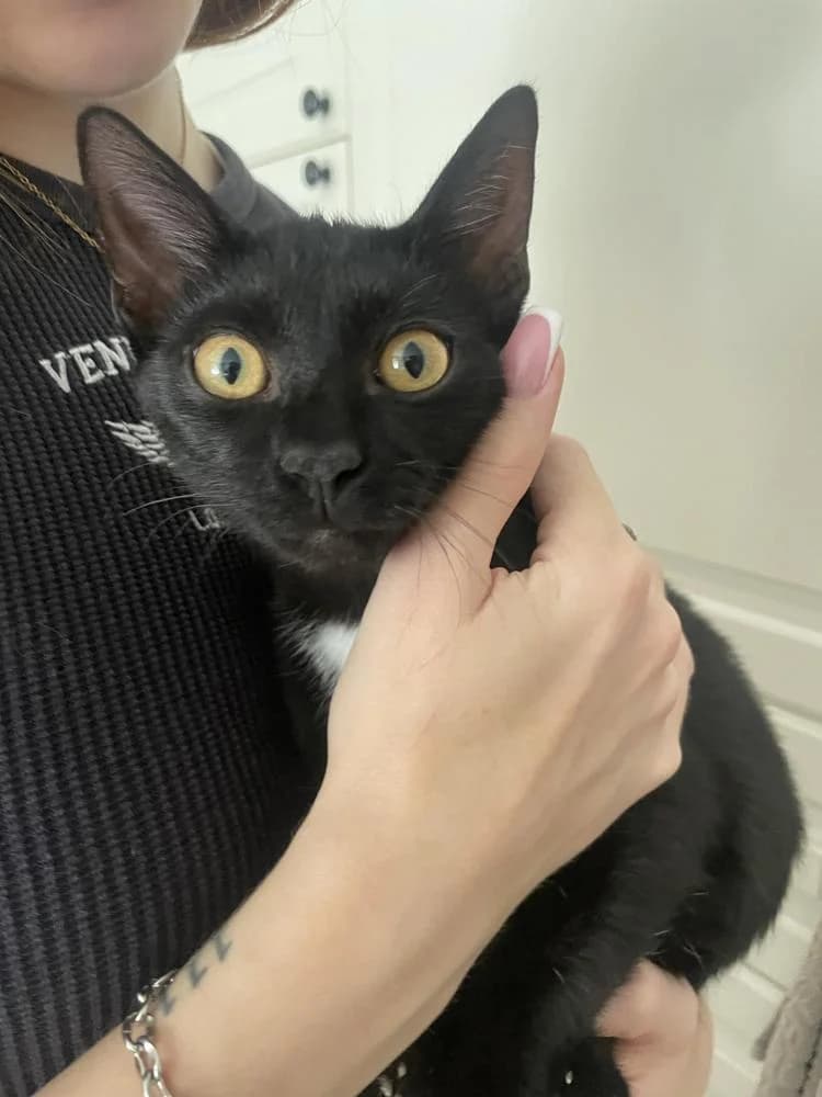 Kajla, male Mixed Breed for adoption at Vackoló Állatmenhely Veszprém, Vackolo photo 4