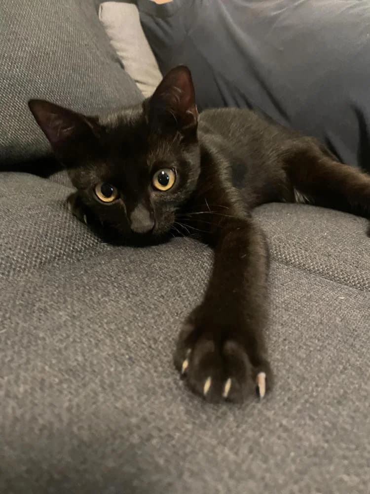 Kajla, male Mixed Breed for adoption at Vackoló Állatmenhely Veszprém, Vackolo photo 5