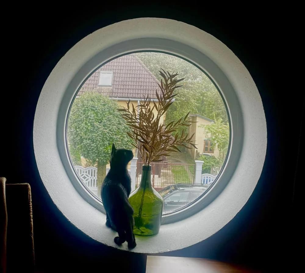 Kajla, male Mixed Breed for adoption at Vackoló Állatmenhely Veszprém, Vackolo photo 6