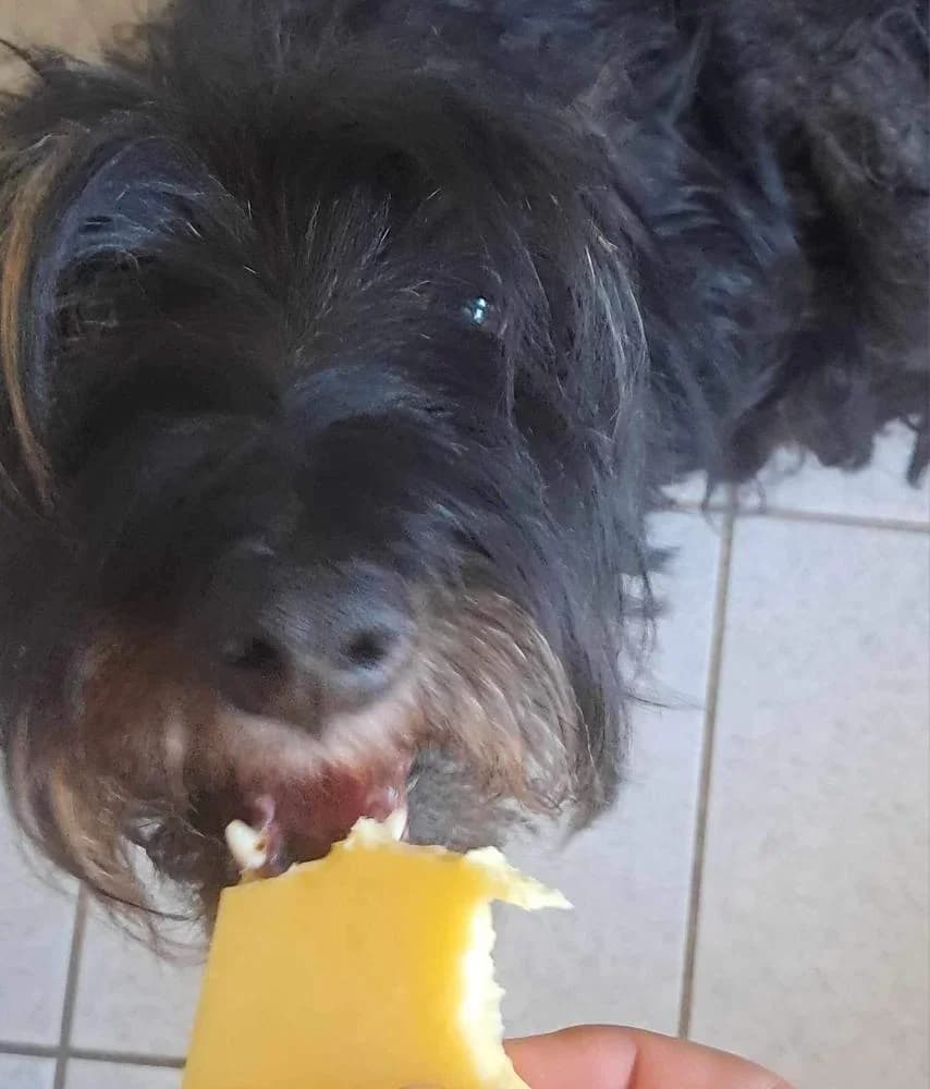 Borzi, female Mixed Breed for adoption at Vackoló Állatmenhely Veszprém, Vackolo photo 2