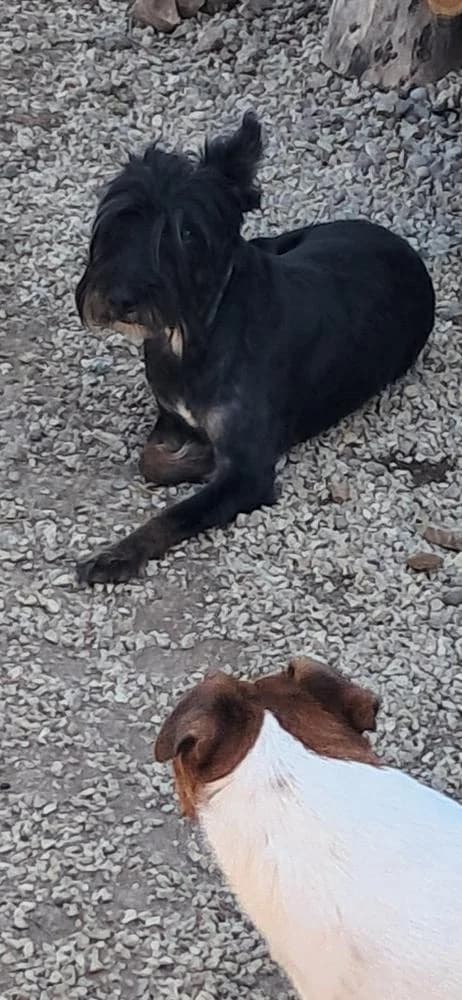 Borzi, female Mixed Breed for adoption at Vackoló Állatmenhely Veszprém, Vackolo photo 4