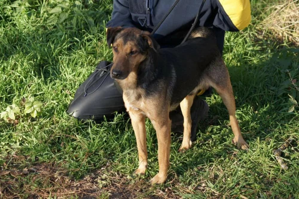 Kacat, male Mixed Breed for adoption at Vackoló Állatmenhely Veszprém, Vackolo photo 2